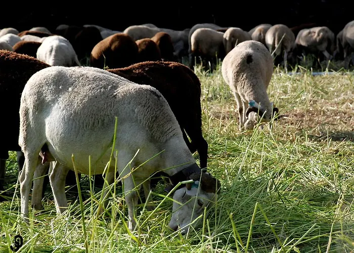 Quinta Dos Barbas * オリヴェイラ・ド・オスピタル