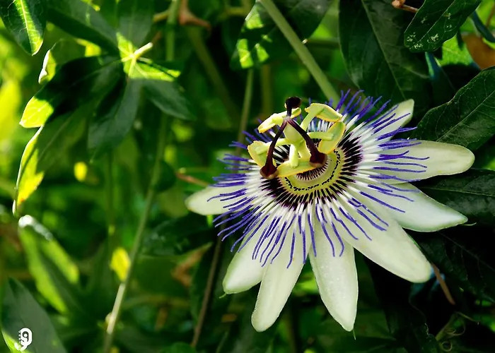 Quinta Dos Barbas ゲストハウス